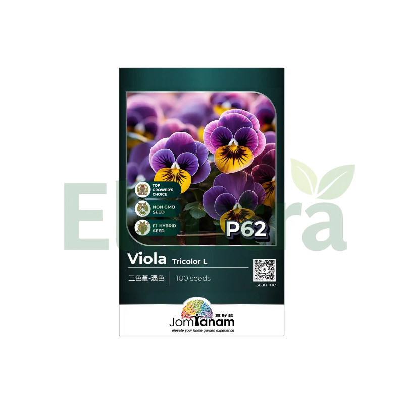 P62 VIOLA